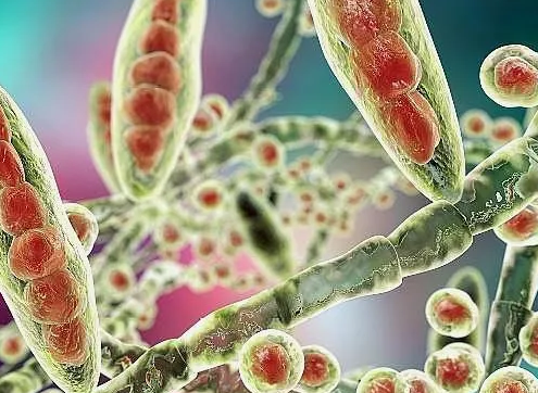 真菌荧光染色液应用检查的优势-山东中仁医学科技有限公司
