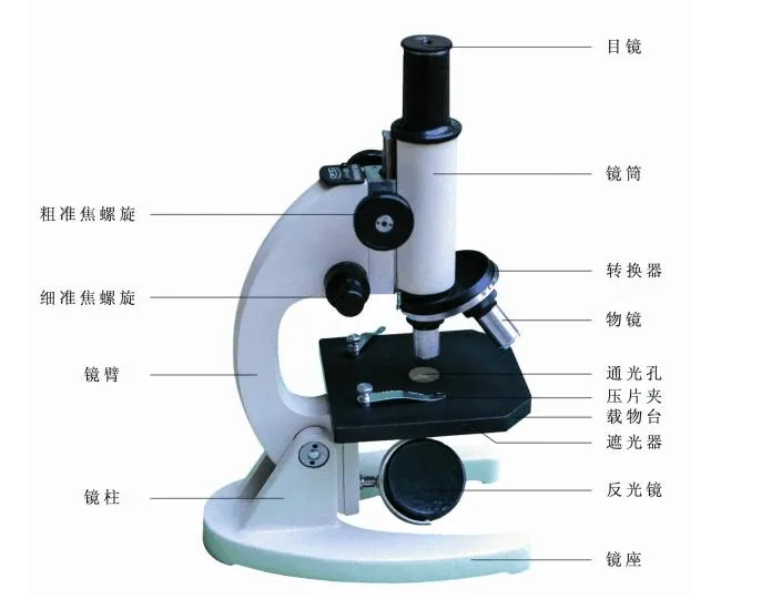 中仁真菌荧光染色试剂厂家:真菌荧光检查过程中显微镜使用方法