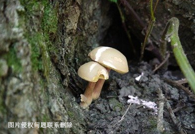 真菌染色液试剂原理剖析可能你的稍不留神就感染真菌的繁殖方式你要牢记
