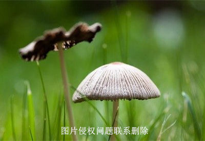 真菌染色液品牌商家介绍龟头出现真菌感染的时候该如何有效处理？（转载）