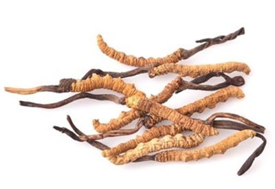 真菌染色试剂生产厂家介绍冬虫夏草到底是虫子还是草呢? 真菌染色试剂生产厂家介绍冬虫夏草到底是虫子还是草呢?