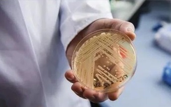 真菌染色液在荧光显微镜下定性检测真菌荧光显微镜观察其真菌形态