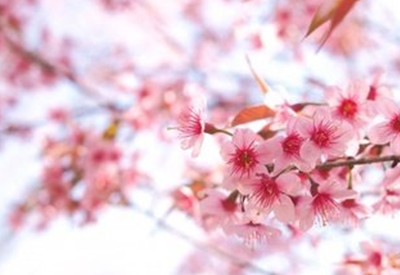 真菌荧光染色液品牌:比传统直接镜检法阳性检出率高,真菌菌丝无处遁形! 真菌荧光染色液品牌:比传统直接镜检法阳性检出率高,真菌菌丝无处遁形!