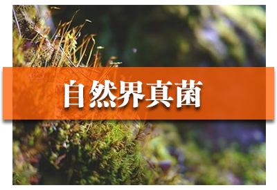 真菌染色液染色操作：荧光显微镜观察判断，真菌是什么东西别想跑直接去除！