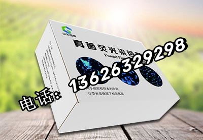 真菌染色剂_副本1.jpg
