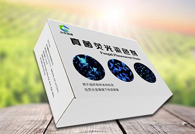 真菌免疫荧光染色液与荧光显微镜在真菌快速辨别中的应用